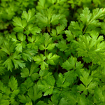 Peterselie of Peteroselinum rispup 'Neapolitanum'