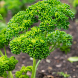 Krulpeterselie of Petroselinum crispup 'Crispum'