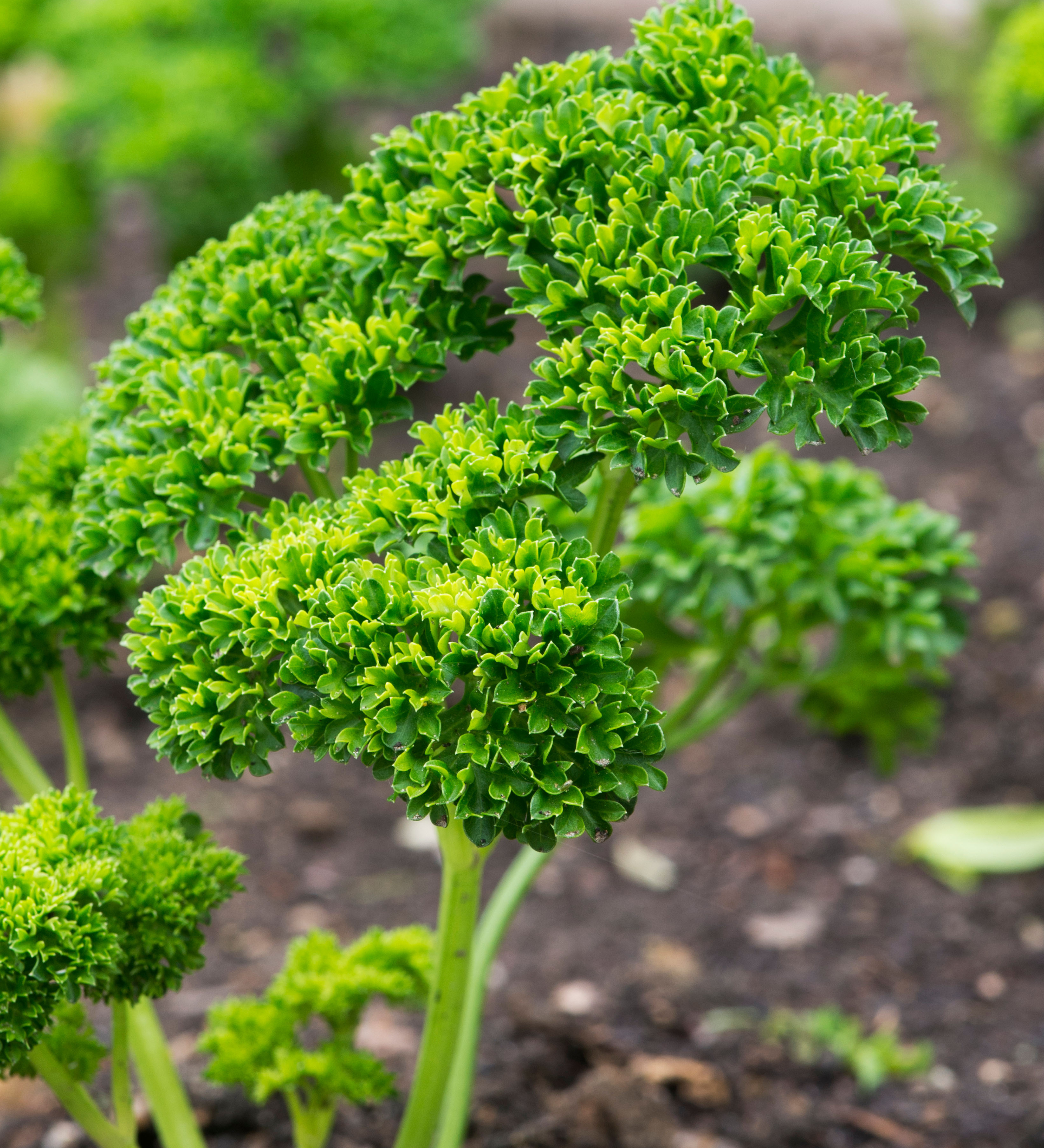 Krulpeterselie of Petroselinum crispup 'Crispum'