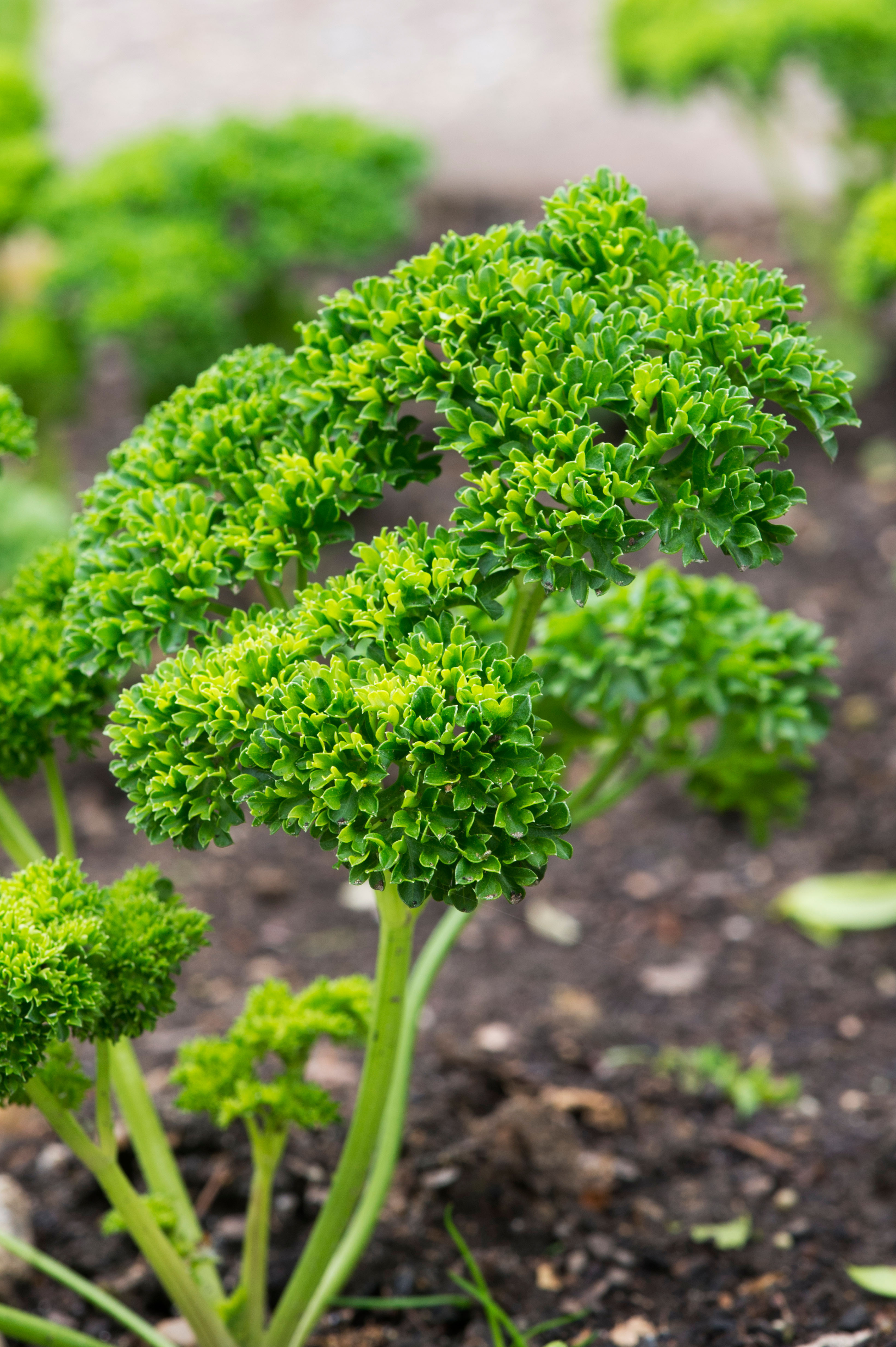 Krulpeterselie of Petroselinum crispup 'Crispum'