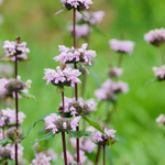 Brandkruid of Phlomis tuberosa 'Amazone'