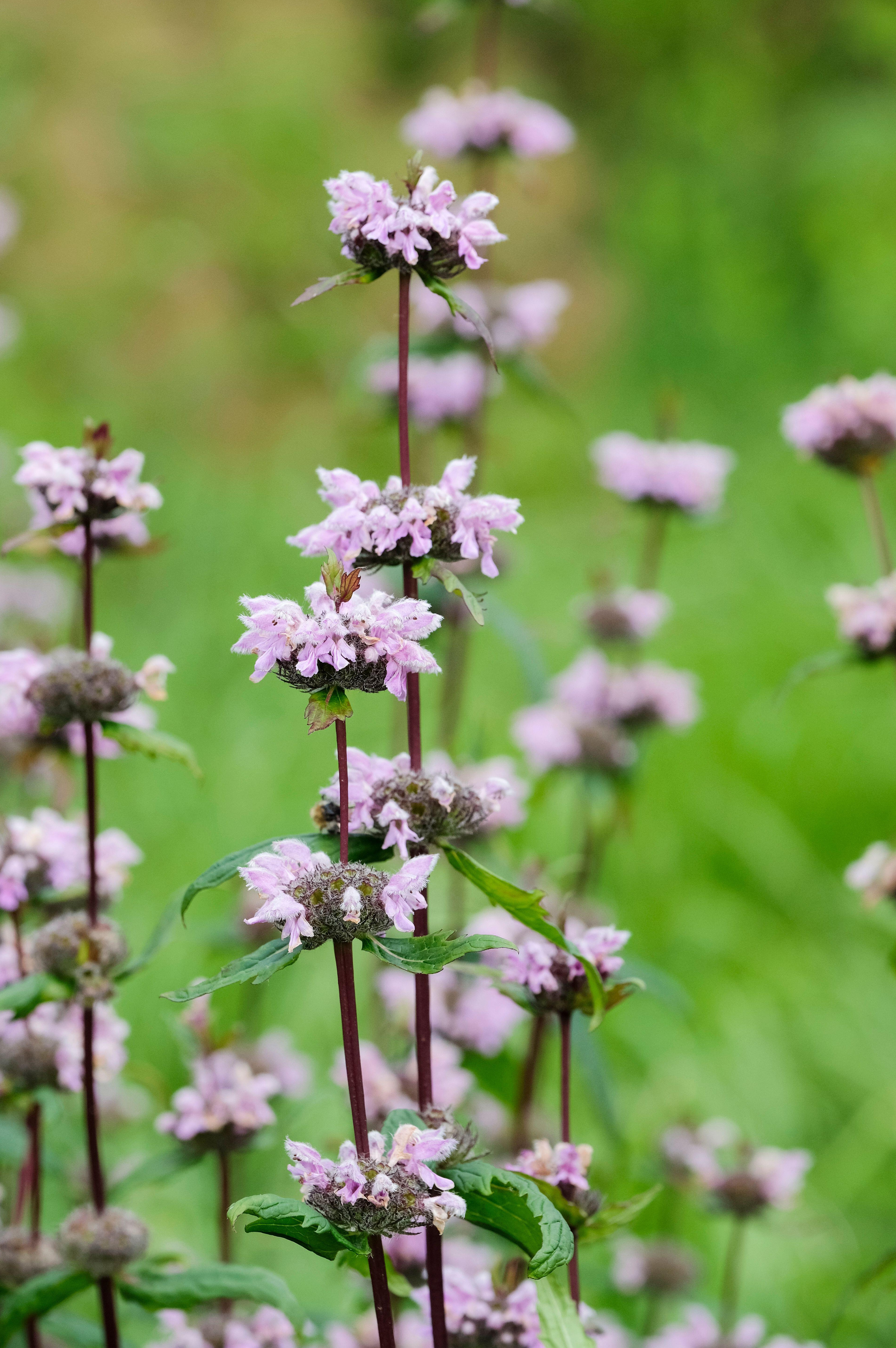 Brandkruid of Phlomis tuberosa 'Amazone'