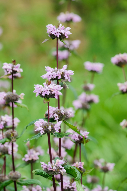 Phlomis tuberosa 'Amazone'