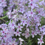Vlambloem of Phlox ivaricata 'Chattahoochee'