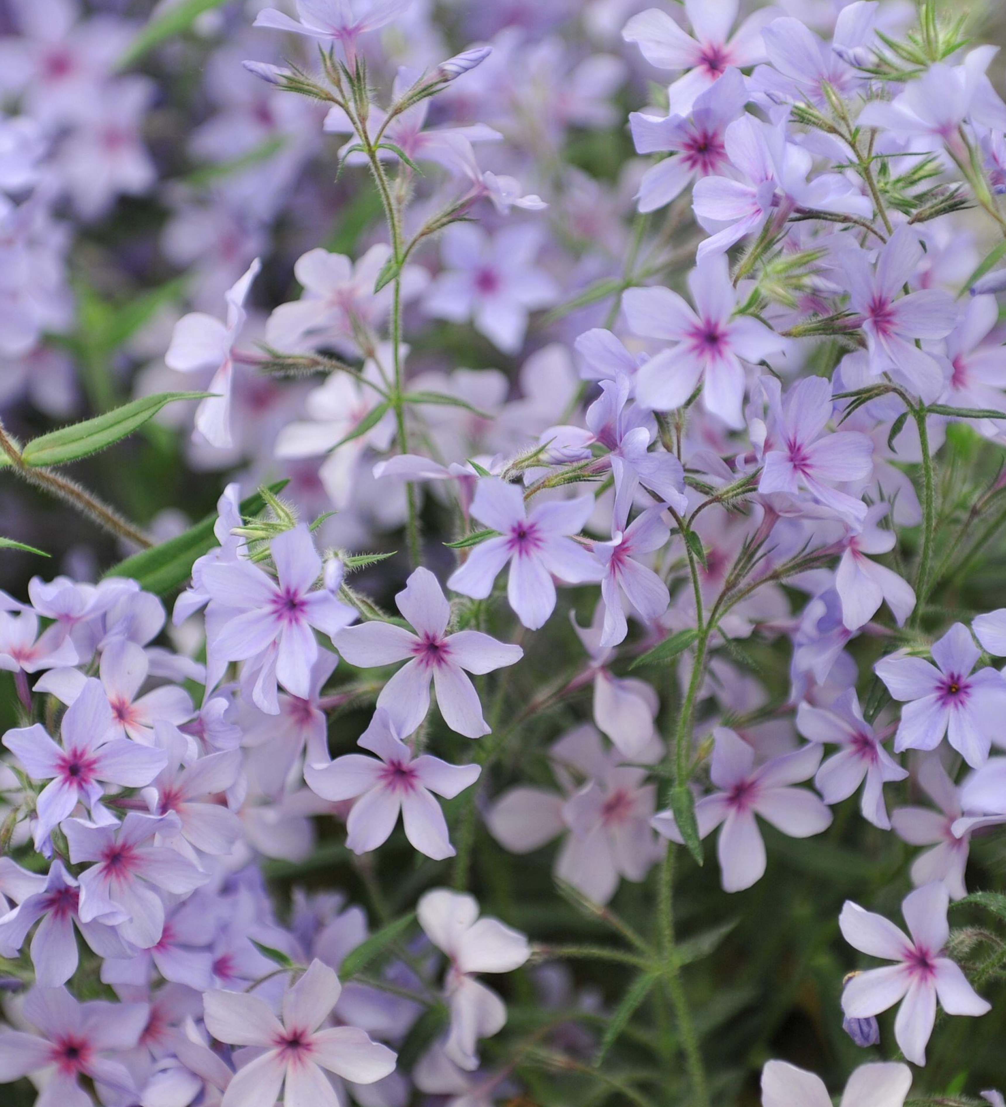 Vlambloem of Phlox ivaricata 'Chattahoochee'