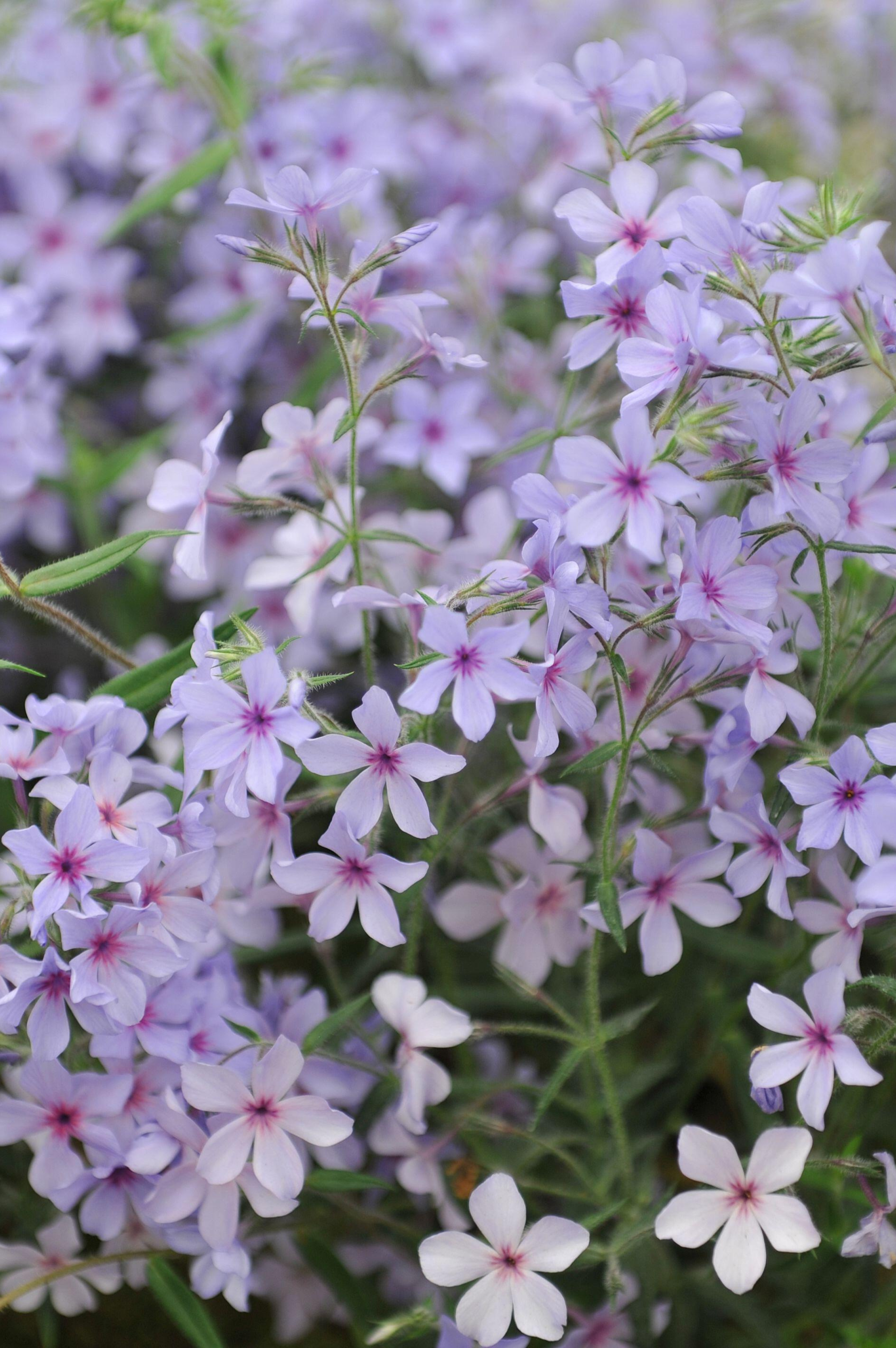 Vlambloem of Phlox ivaricata 'Chattahoochee'