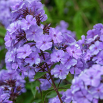 Vlambloem of Phlox paniculata 'Blue Paradise'