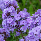 Vlambloem of Phlox paniculata 'Blue Paradise'