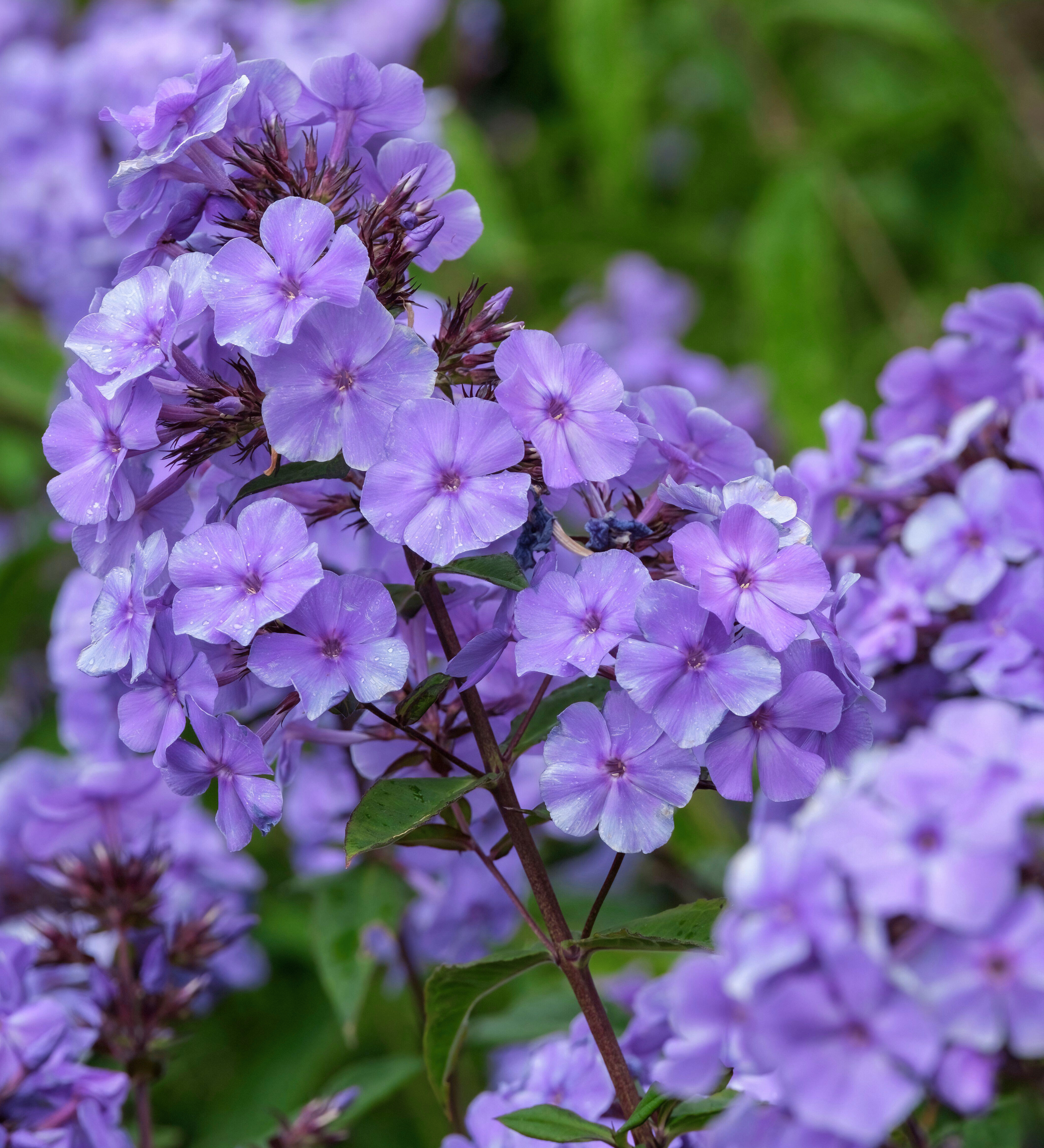Vlambloem of Phlox paniculata 'Blue Paradise'