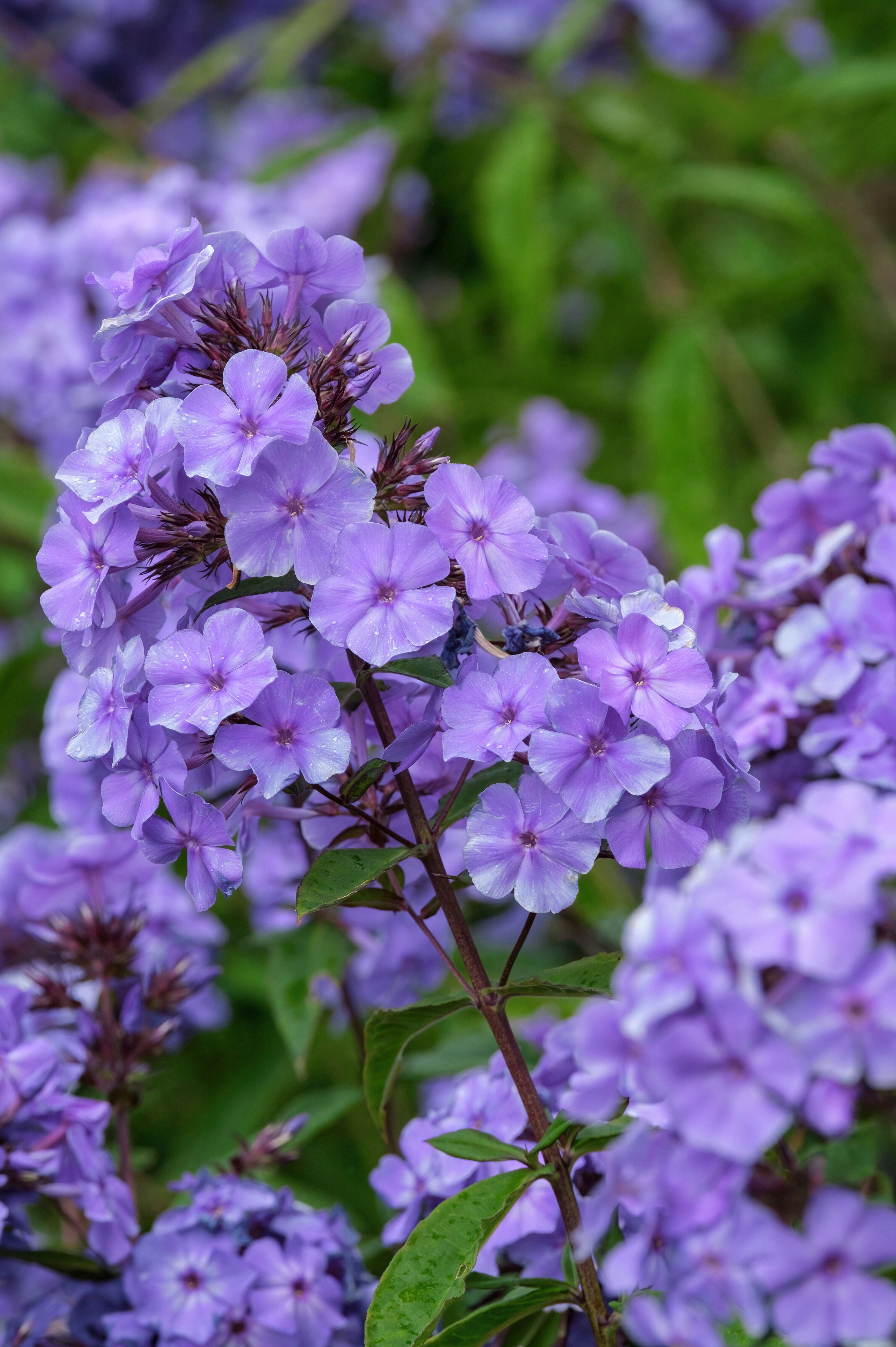 Vlambloem of Phlox paniculata 'Blue Paradise'