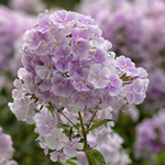 Vlambloem of Phlox paniculata 'Franz Schubert'