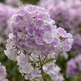 Vlambloem of Phlox paniculata 'Franz Schubert'