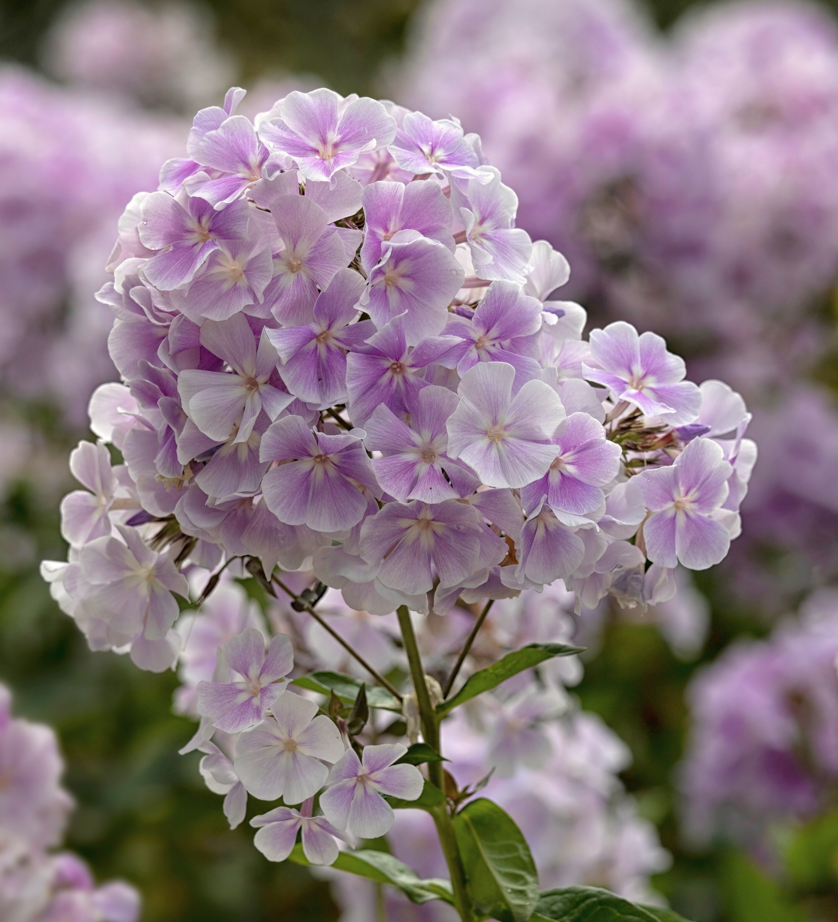 Vlambloem of Phlox paniculata 'Franz Schubert'