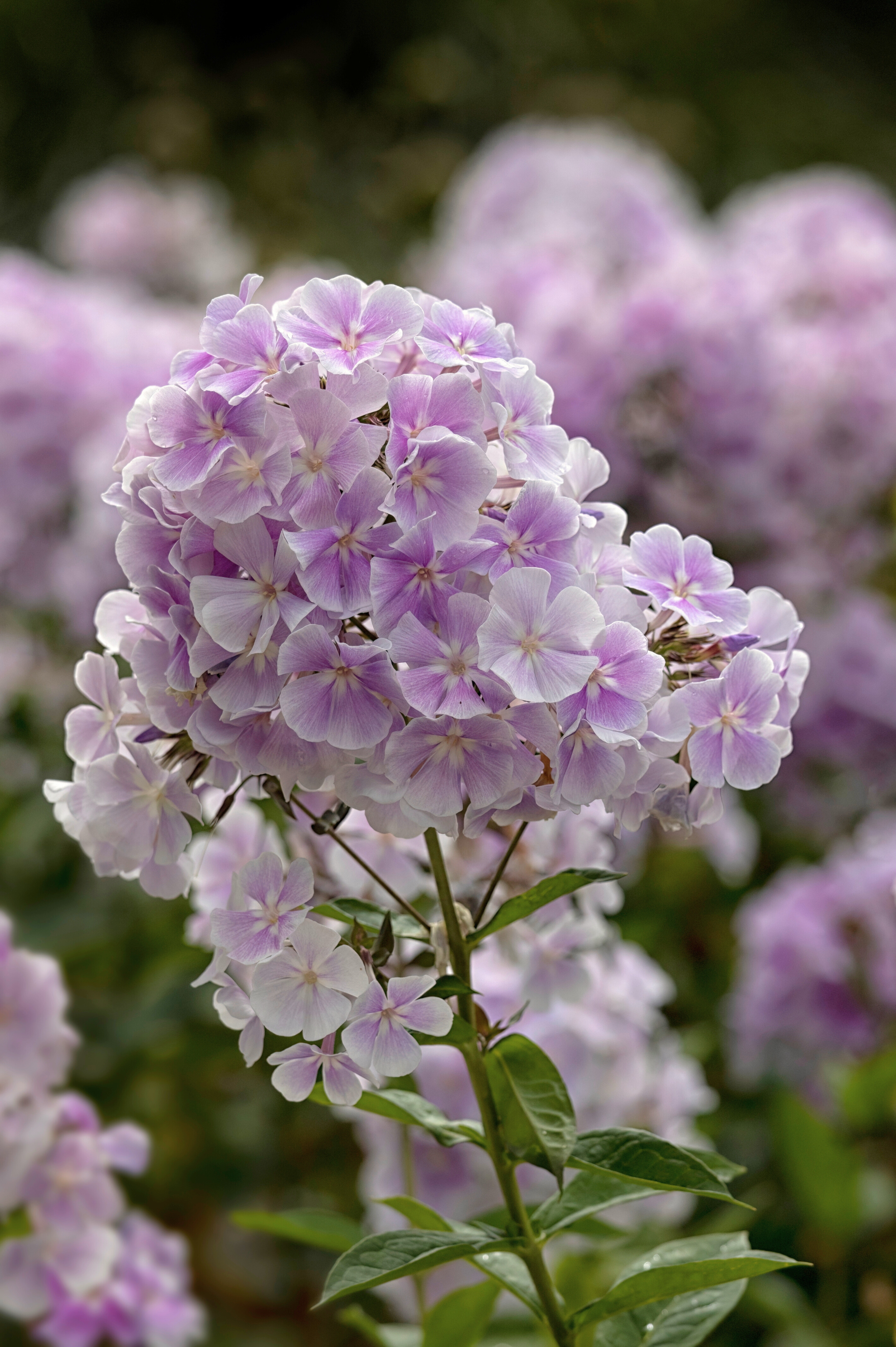 Vlambloem of Phlox paniculata 'Franz Schubert'