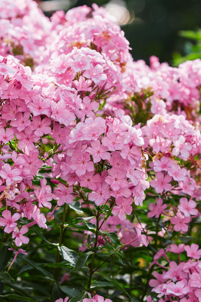 Phlox paniculata 'Rosanne'