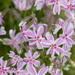 Phlox subulata 'Candy Stripes' - vlambloem vaste plant