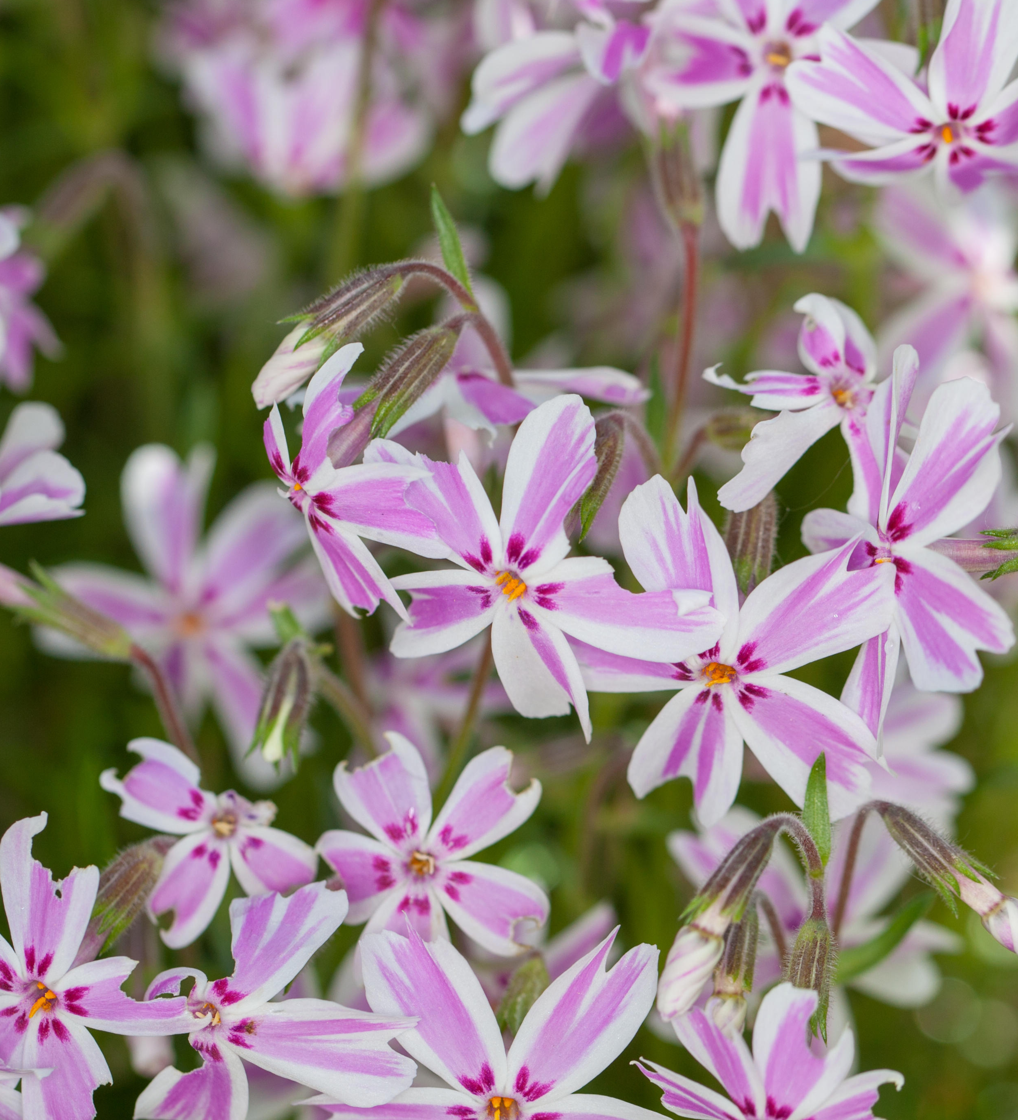 Phlox subulata 'Candy Stripes' - vlambloem vaste plant