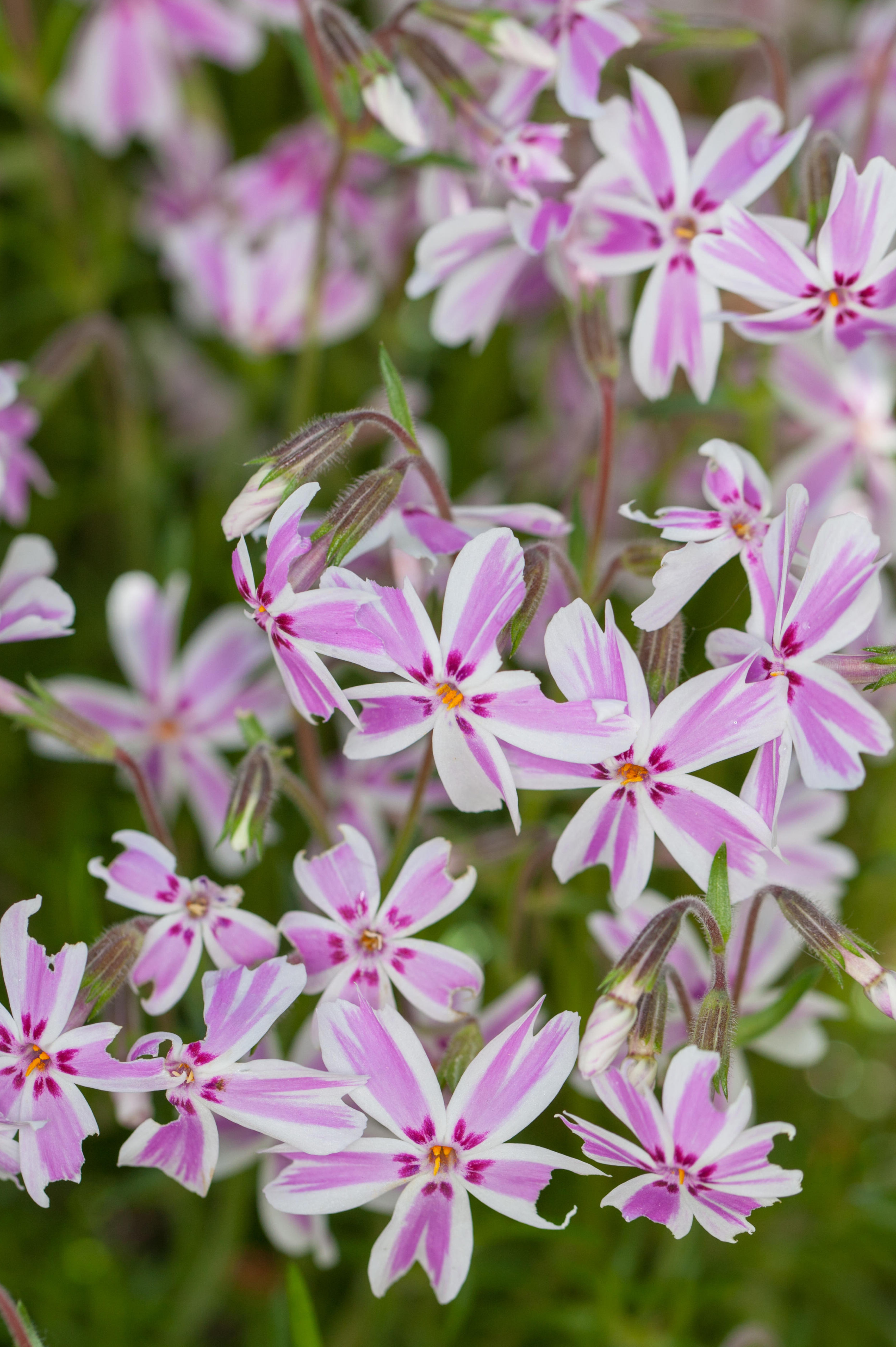 Phlox subulata 'Candy Stripes' - vlambloem vaste plant