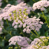 Grote bevernel of Pimpinella major