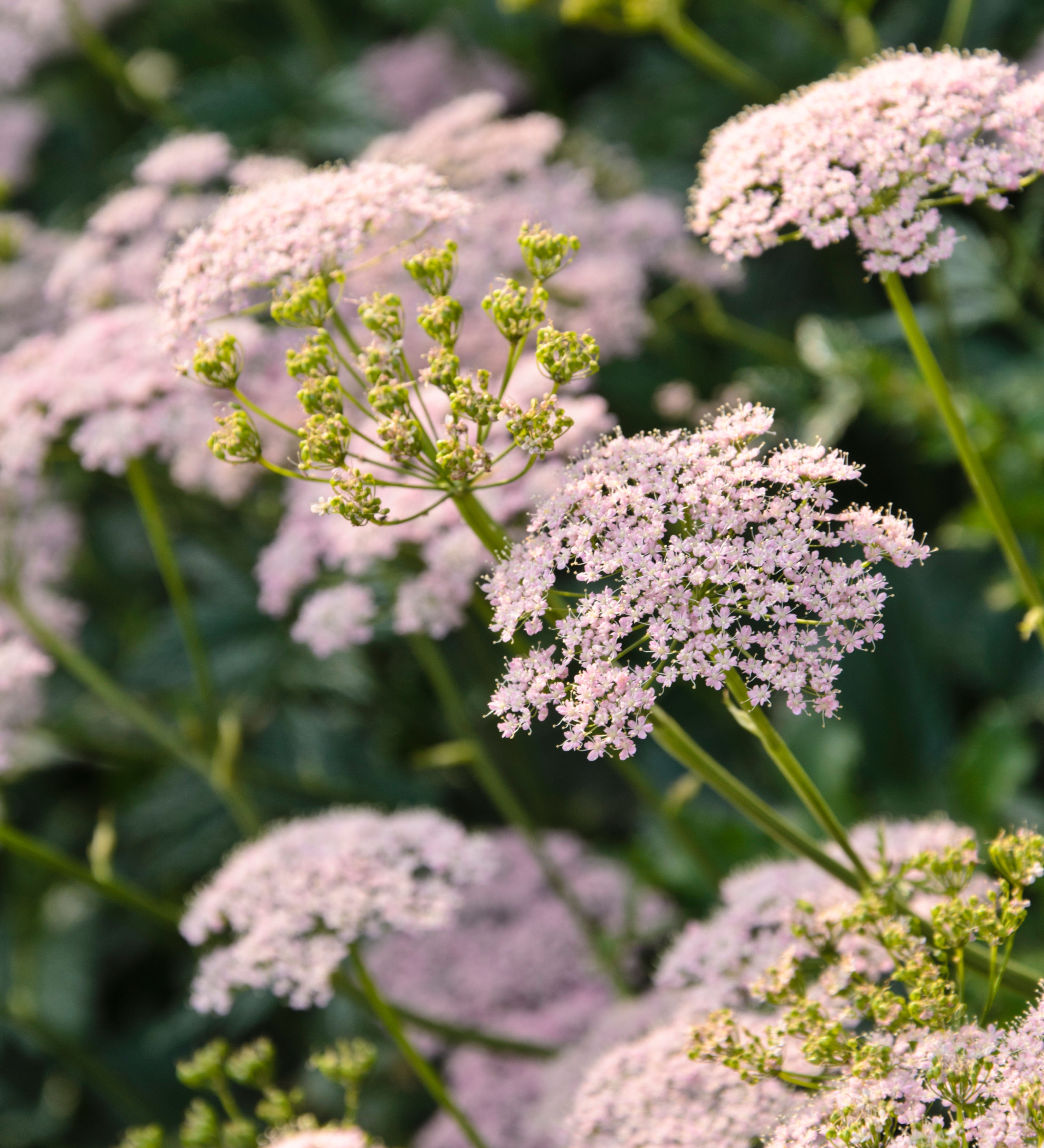 Grote bevernel of Pimpinella major