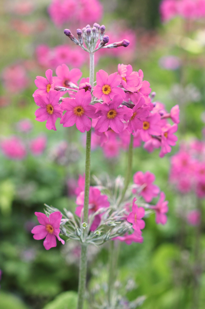Primula beesiana