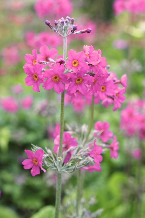 Primula beesiana