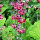 Primula pulverulenta