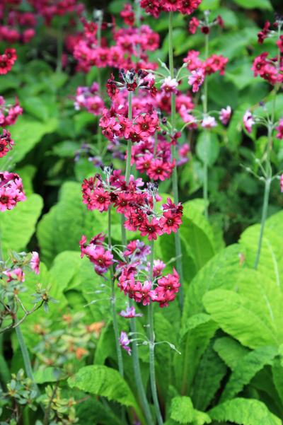 Primula pulverulenta