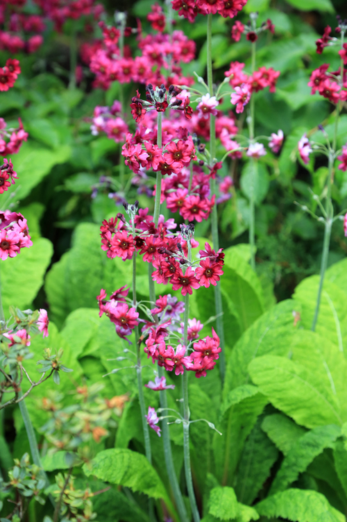 Primula pulverulenta