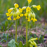 Echte sleutelbloem of Primula veris