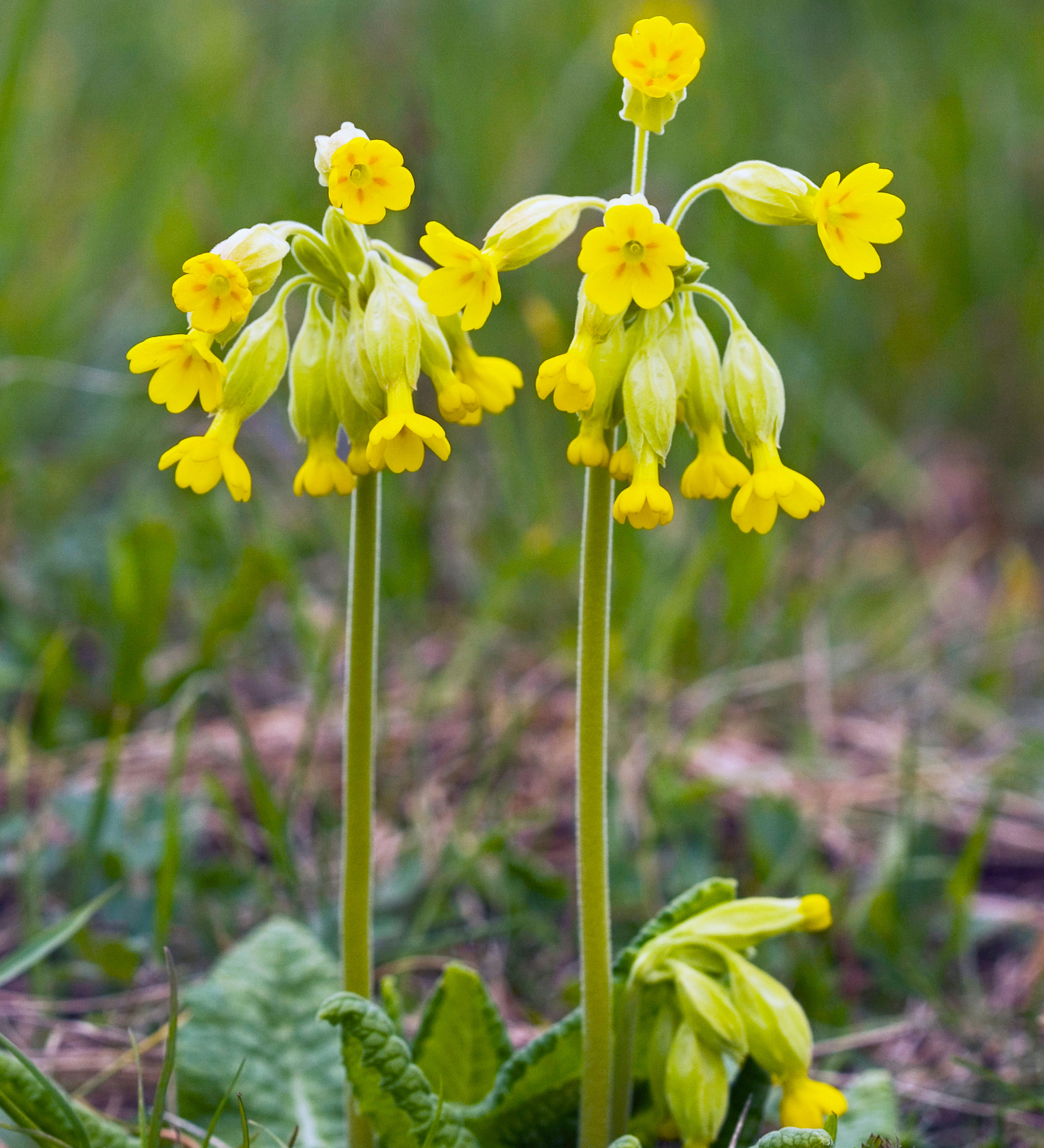 Echte sleutelbloem of Primula veris