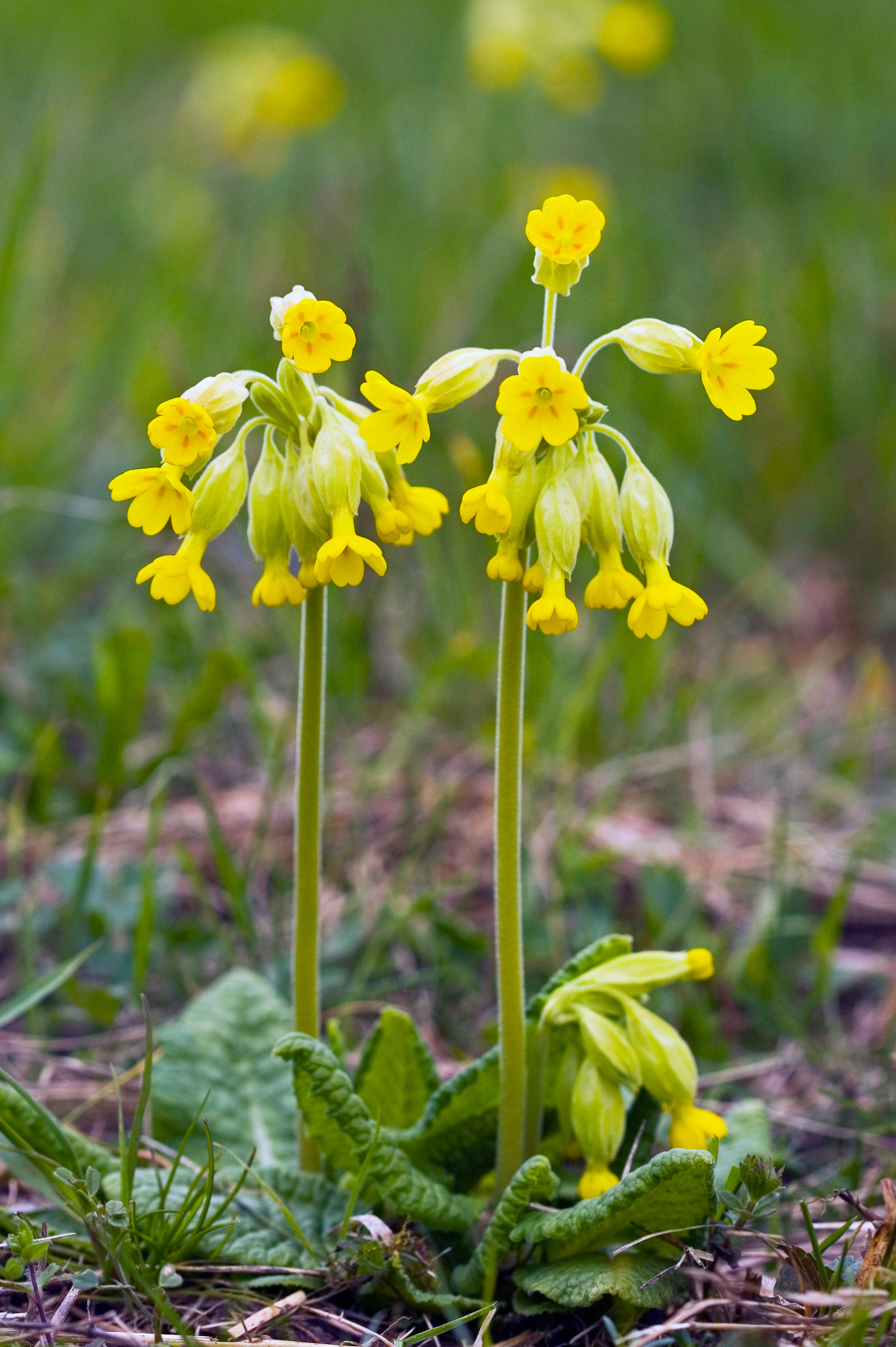 Echte sleutelbloem of Primula veris