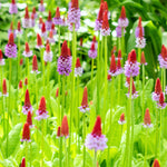 Primula vialii