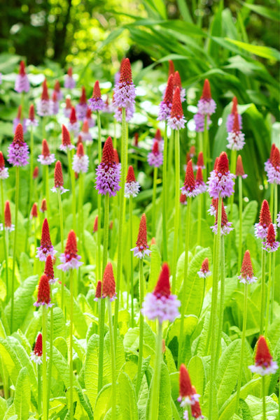 Primula vialii