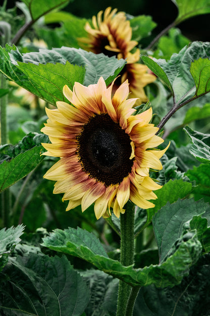 Helianthus annuus &