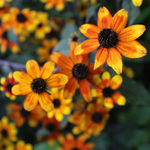 Rudbeckia triloba 'Prairie Glow'