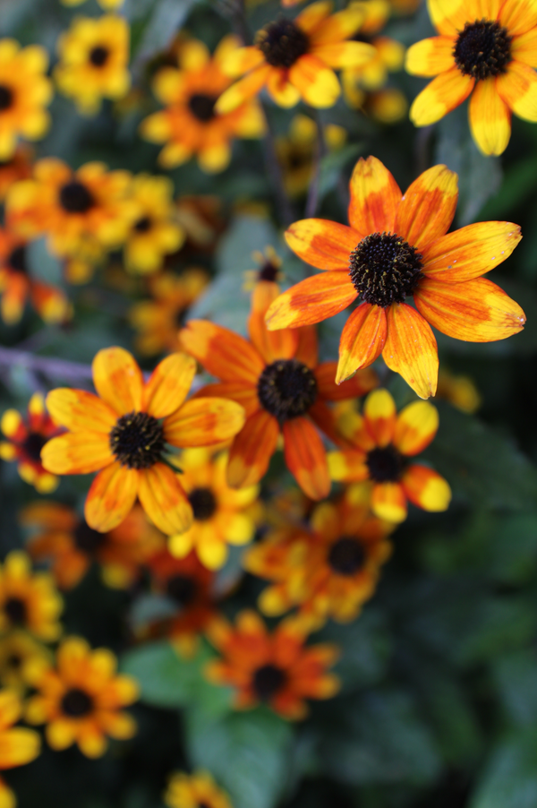 Rudbeckia triloba 'Prairie Glow'