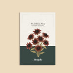 Rudbeckia hirta 'cherry brandy'-Angelo