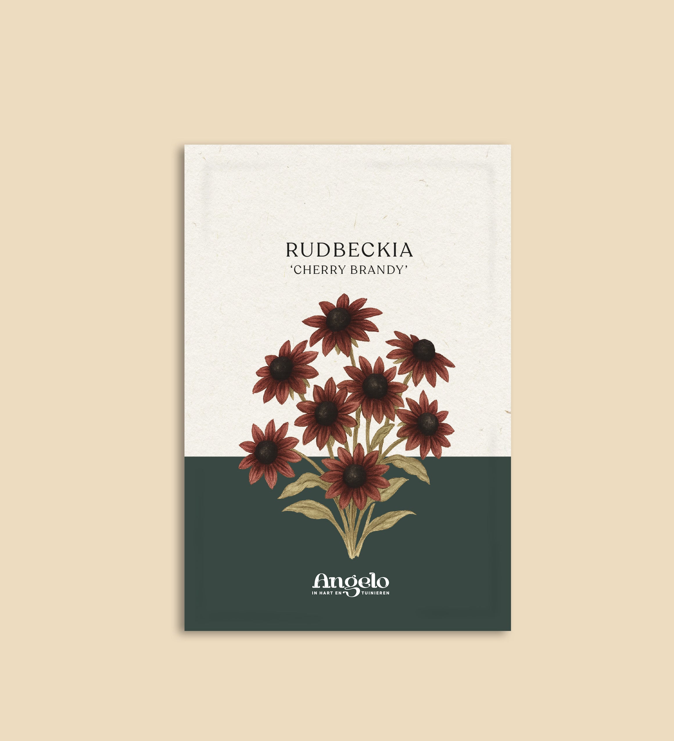 Rudbeckia hirta 'cherry brandy'-Angelo