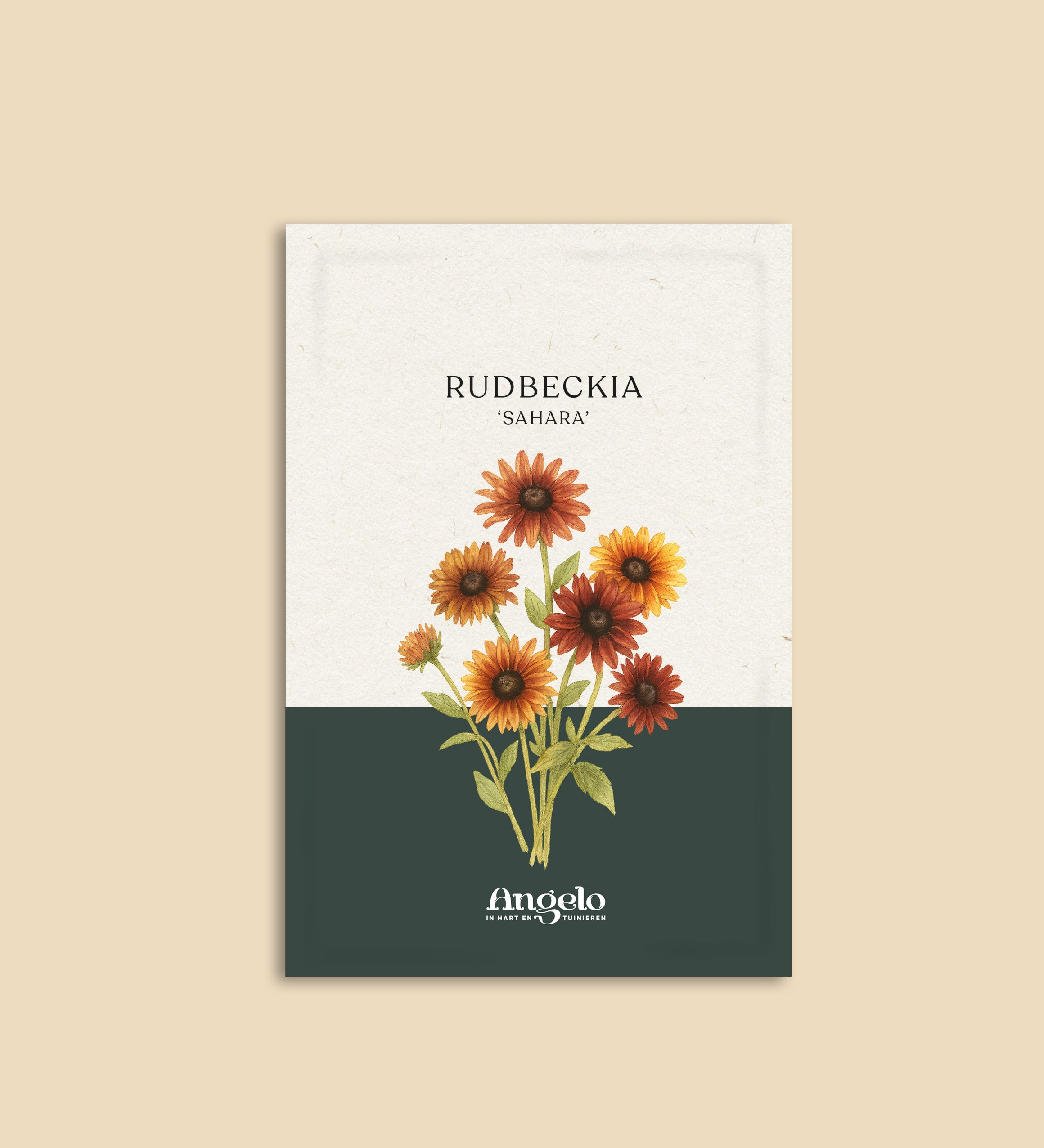 Rudbeckia hirta 'sahara'-Angelo