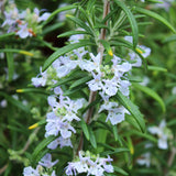 Rosmarinus officinalis 'Sissinghurst Blue'
