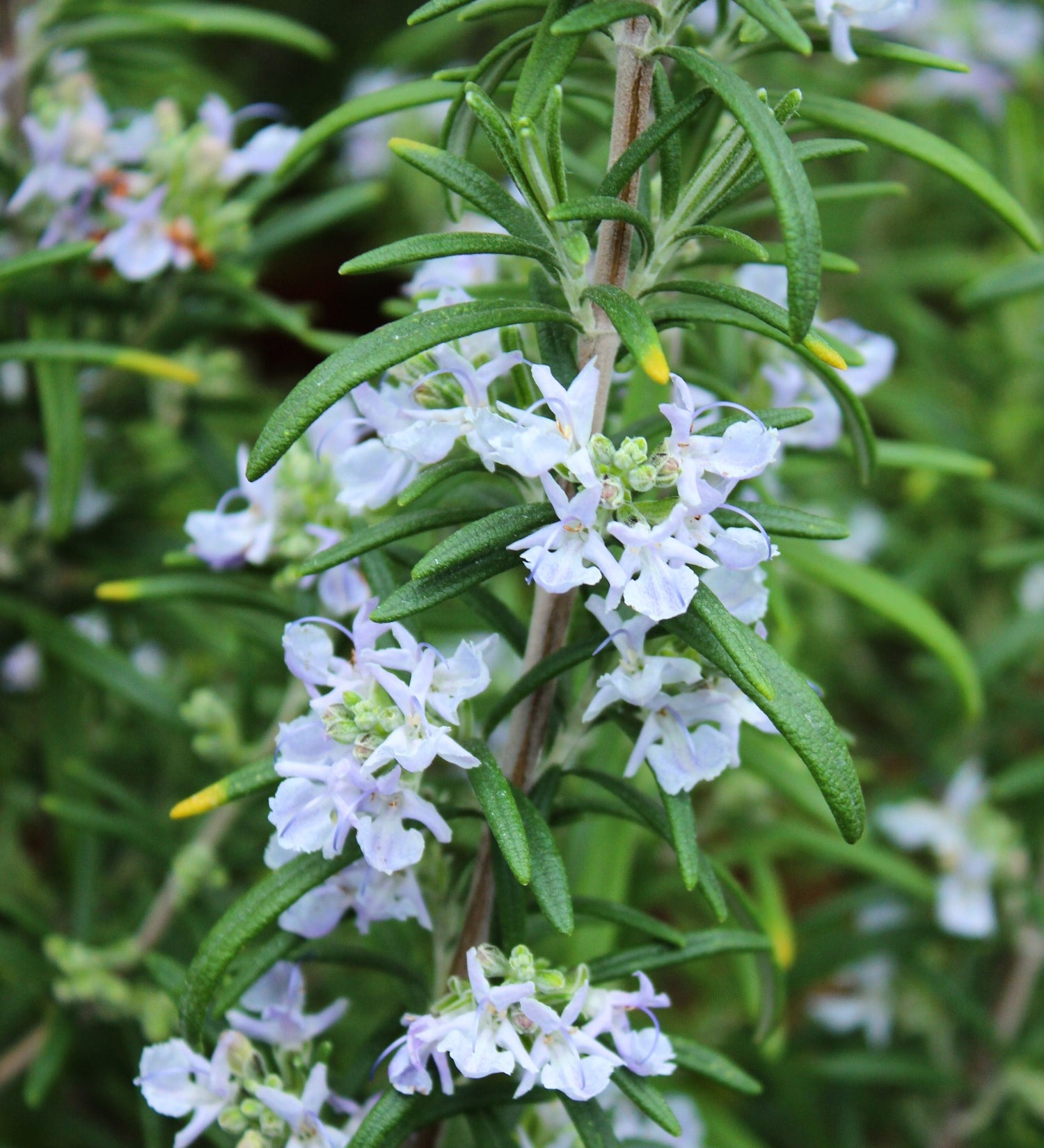 Rosmarinus officinalis 'Sissinghurst Blue'