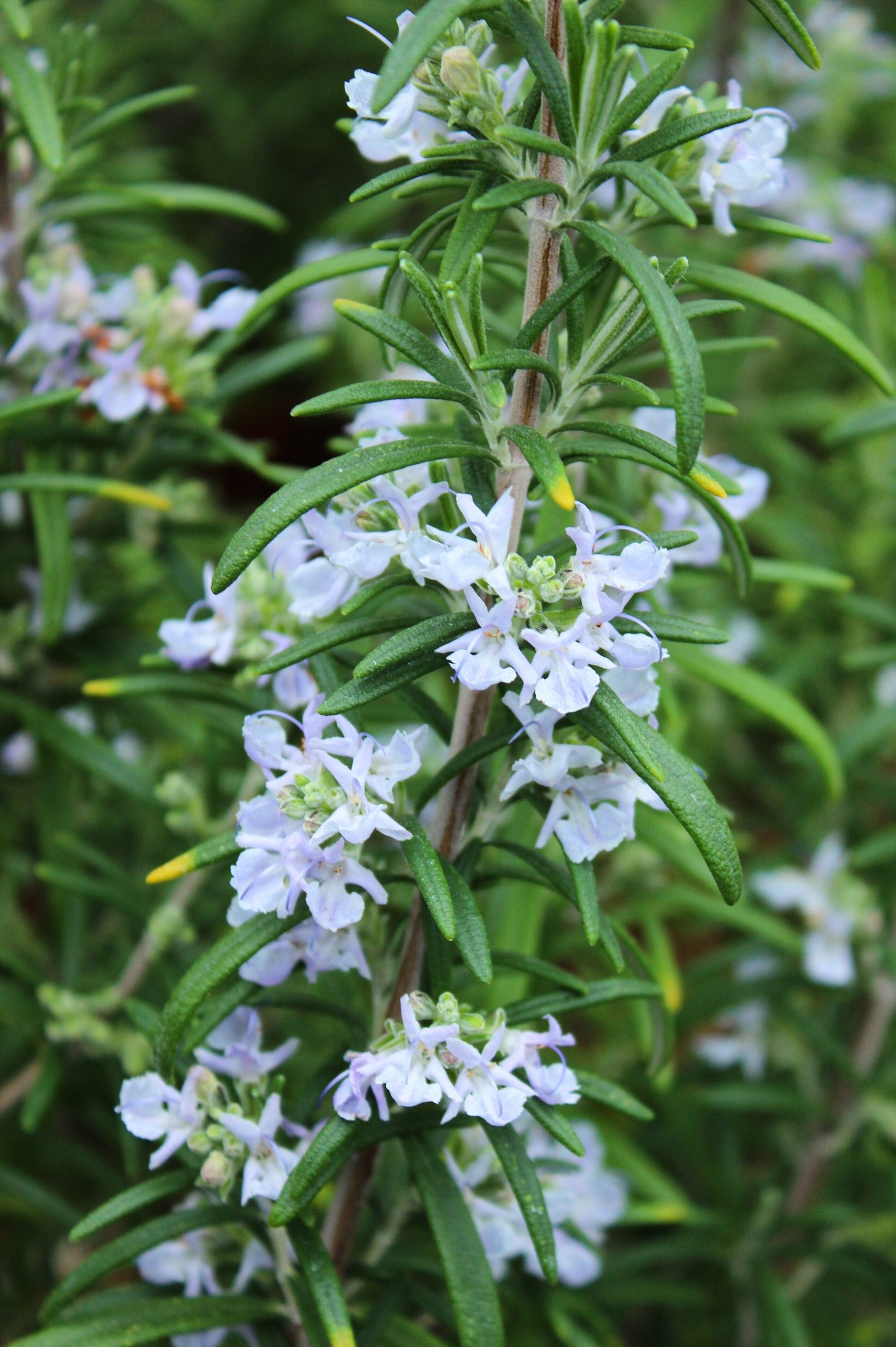 Rosmarinus officinalis 'Sissinghurst Blue'
