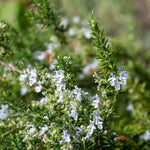 Rosmarinus officinalis 'Riviera'