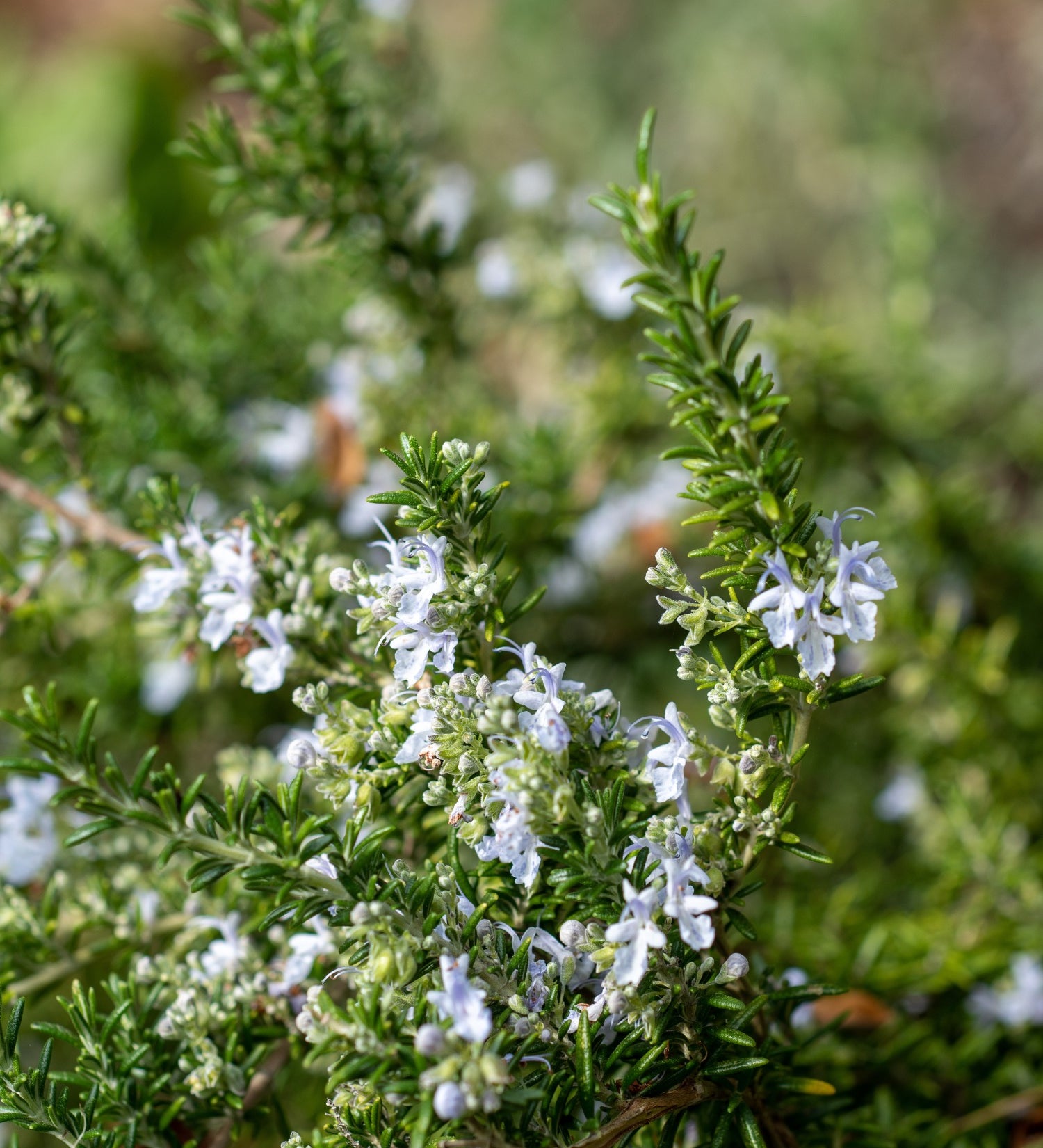 Rosmarinus officinalis 'Riviera'