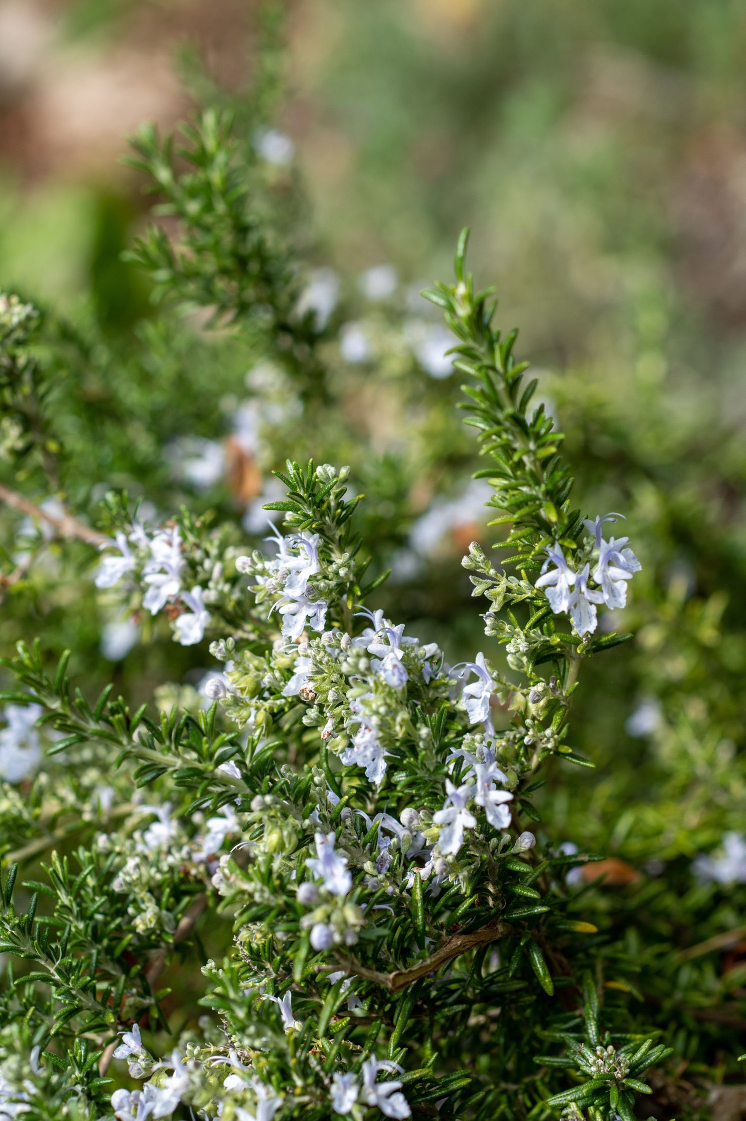 Rosmarinus officinalis 'Riviera'