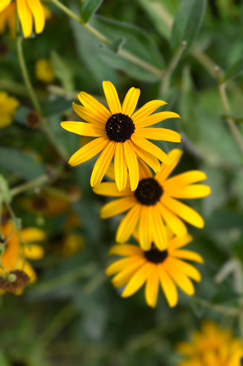 Rudbeckia fulgida var. deamii