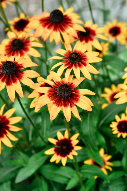 Rudbeckia hirta &