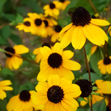 Rudbeckia triloba - bruine zonnehoed vaste plant
