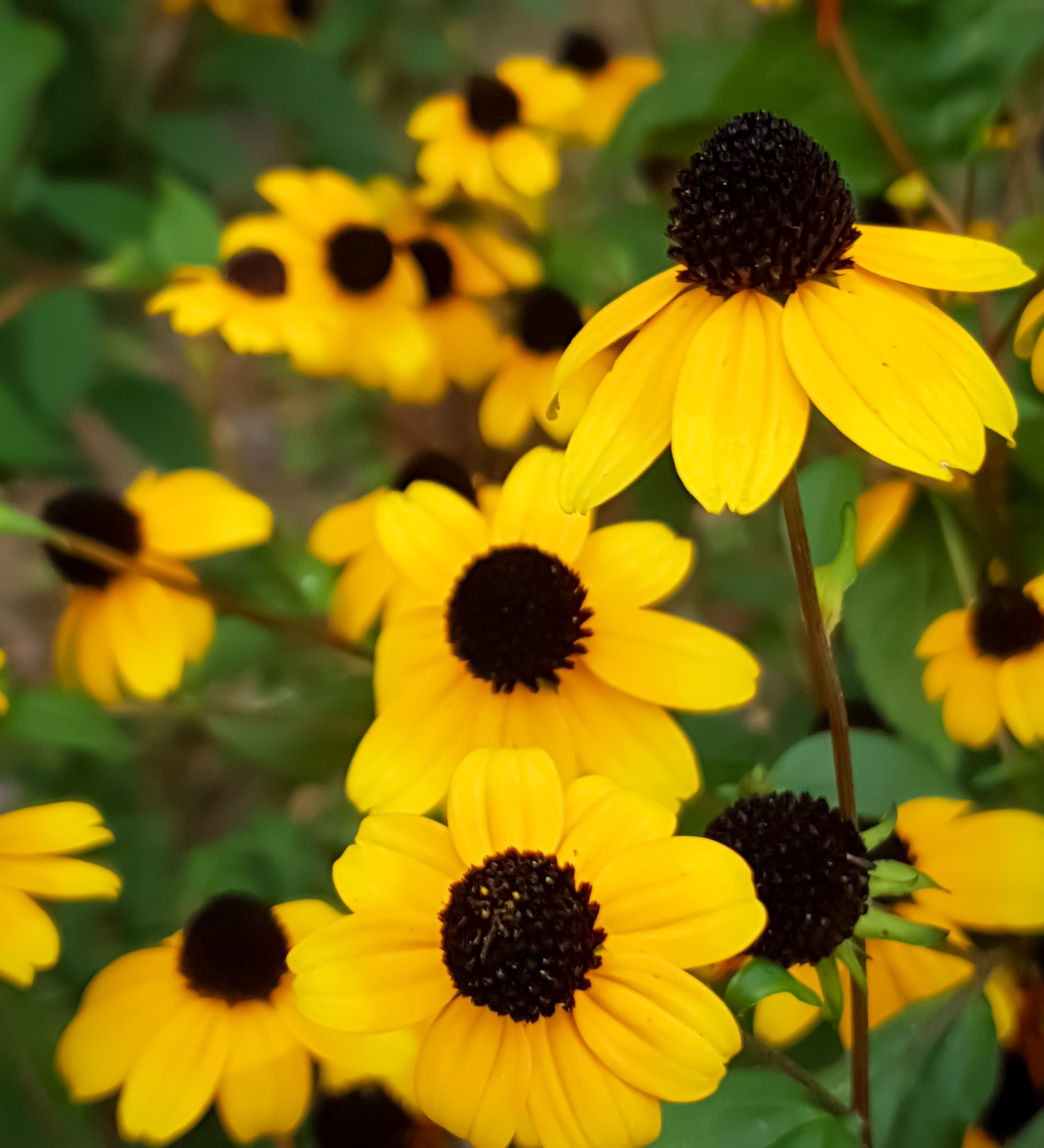 Rudbeckia triloba - bruine zonnehoed vaste plant